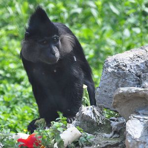 Black mangabey/ Lophocebus aterrimus
