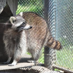 Raccoon/ Procyon lotor