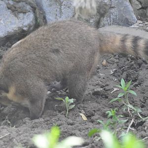 Brown-nosed coati/ Nasua nasua
