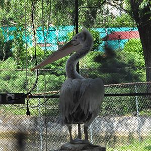 Dalmatian pelican/ Pelecanus crispus