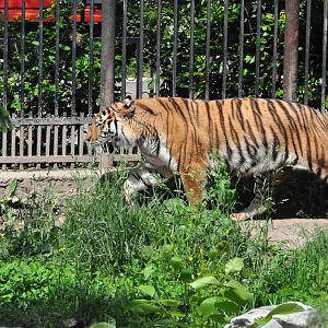 Amur tiger/ Panthera tigris altaica