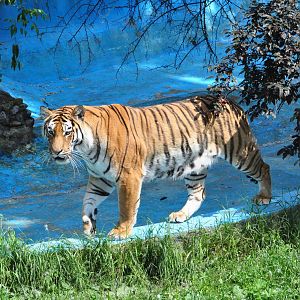Amur tiger/ Panthera tigris altaica