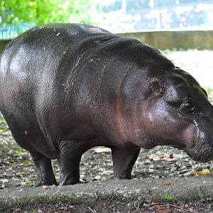 Pygmy hippopotamus/ Hexaprotodon liberiensis