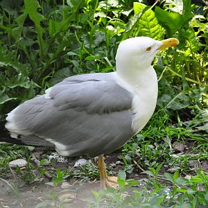 Yellow-legged gull/ Larus cachinnans