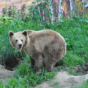 European brown bear/ Ursus arctos arctos