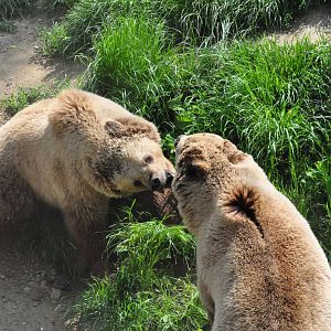 European brown bear/ Ursus arctos arctos