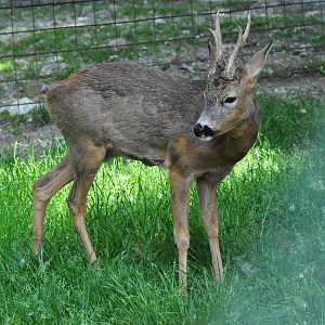 Western roe deer/ Capreolus capreolus