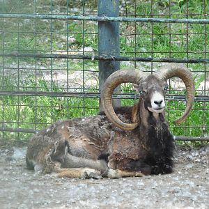 Mouflon/ Ovis aries musimon