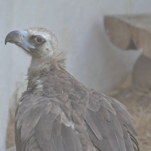 Cinereous vulture/ Aegypius monachus