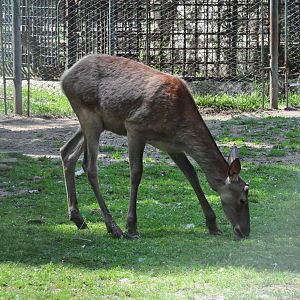 Red deer/ Cervus elaphus hippelaphus