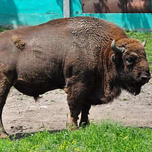 European wisent/ Bison bonasus