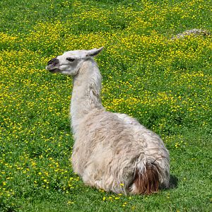 Llama/ Lama glama
