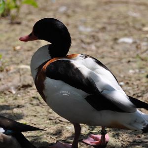 Common shelduck/ Tadorna tadorna