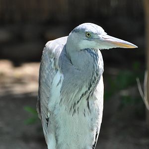 Grey heron/ Ardea cinerea