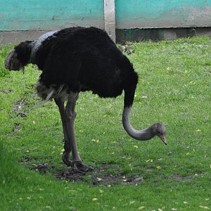 Cape ostrich/ Struthio camelus australis