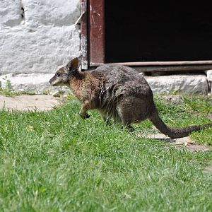 Tammar wallaby/ Macropus eugenii