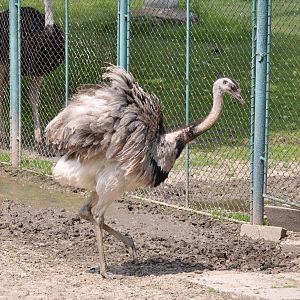 Greater rhea/ Rhea americana