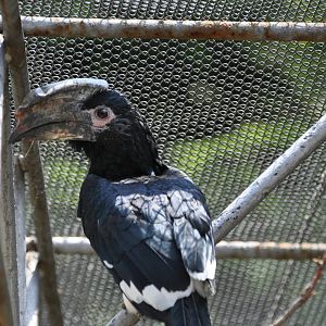 Trumpeter hornbill/ Bycanistes bucinator