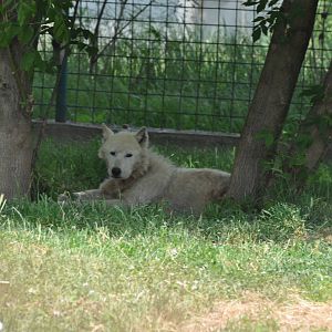 Grey wolf/ Canis lupus arctos