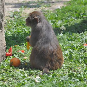 Rhesus macaque/ Macaca mulatta