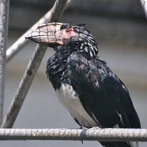 Trumpeter hornbill/ Bycanistes bucinator