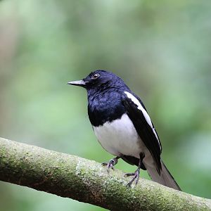 Oriental Magpie Robin?