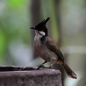 Red-whiskered Bulbul?