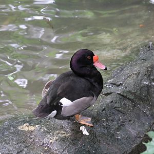 Rosy-billed Pochard?