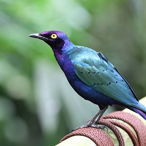 What Glossy Starling?