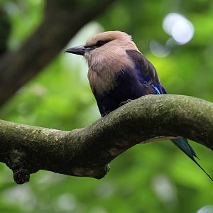 Blue-bellied Roller