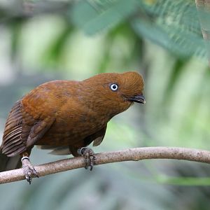 Andean Cock-of-the-Rock