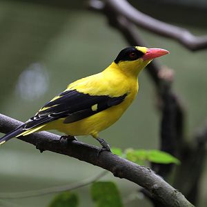 Black-naped Oriole?