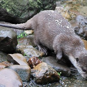 Oriental small-clawed otter