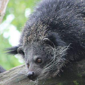binturong