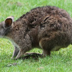 Parma wallaby