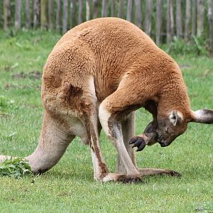 Red kangaroo