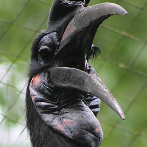 Abyssinian Ground-hornbill