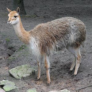 vicunja
