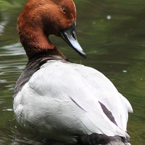 Pochard  - drake