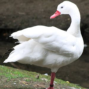 Coscoroba swan
