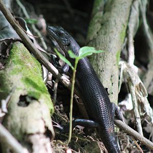Pacific black skink (Emoia nigra)