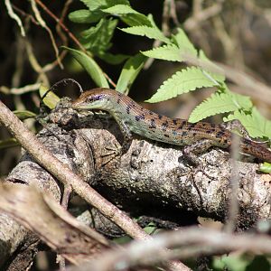 Samoan skink (Emoia samoensis)