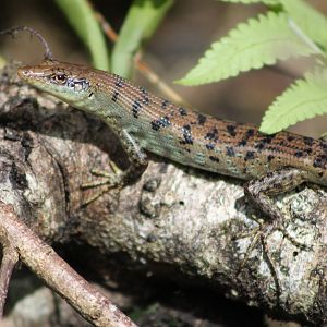 Samoan skink (Emoia samoensis)