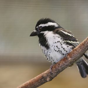Spot-flanked Barbet (Tricholaema lacrymosa)