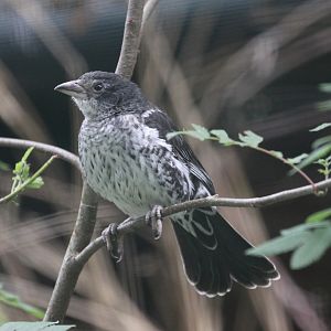 White-billed Buffallo Weaver (Bubalornis albirostris)