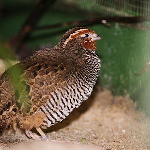 Jungle Bush Quail (Perdicula asiatica) male