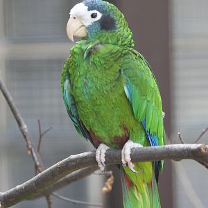 Hispaniolan Amazon (Amazona ventralis)