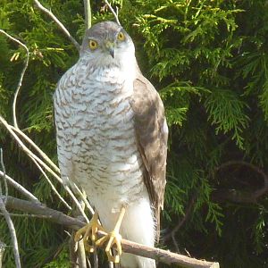 Falcon in my garden, front view. May 2013 #1