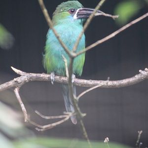 Crimson-rumped Toucanet (Aulacorhynchus haematopygus)