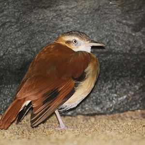 Pacific Hornero (Furnarius longirostris)